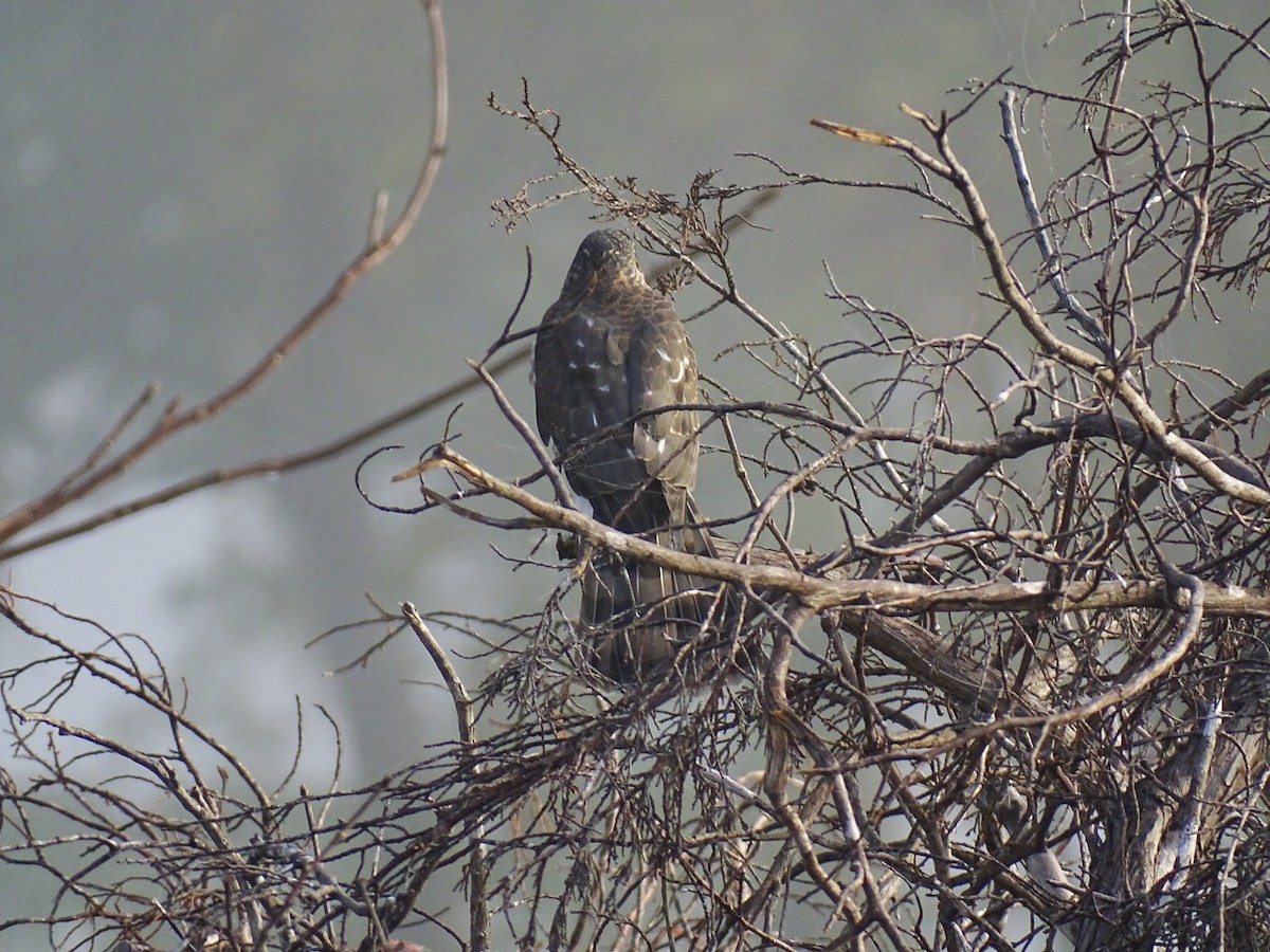 Sharp-shinned Hawk - ML387306751