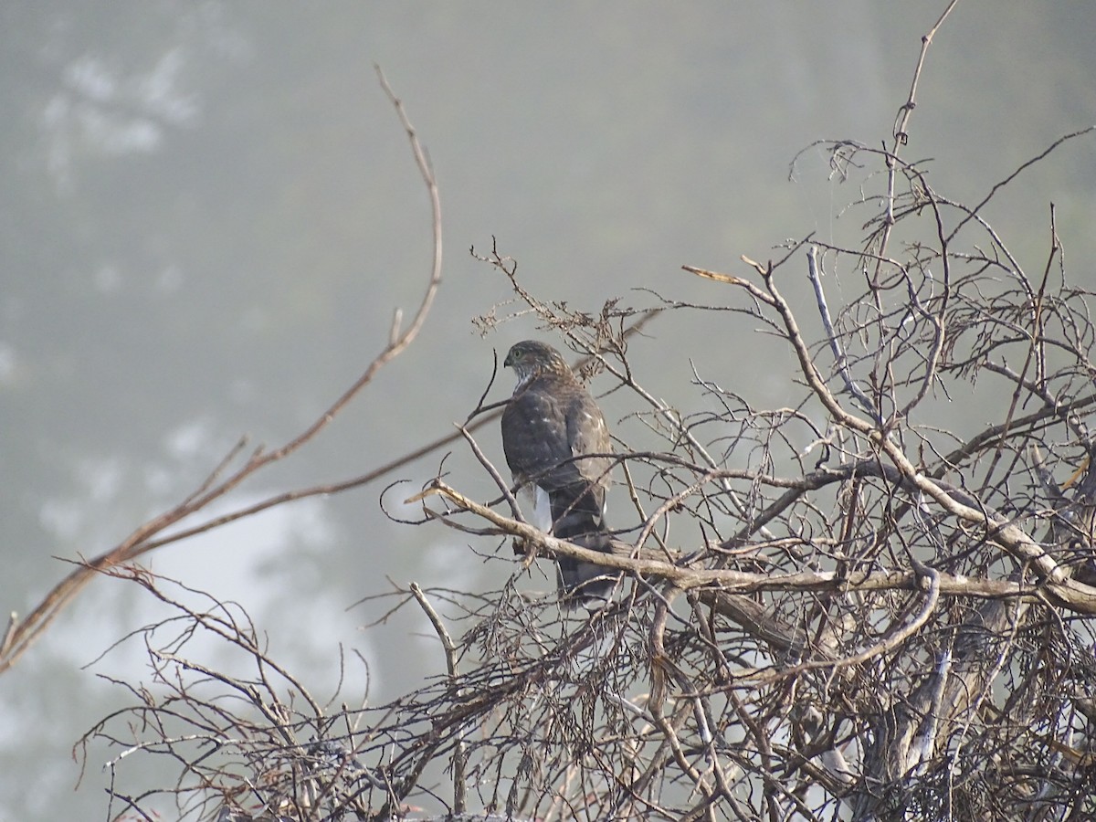 Sharp-shinned Hawk - ML387306771