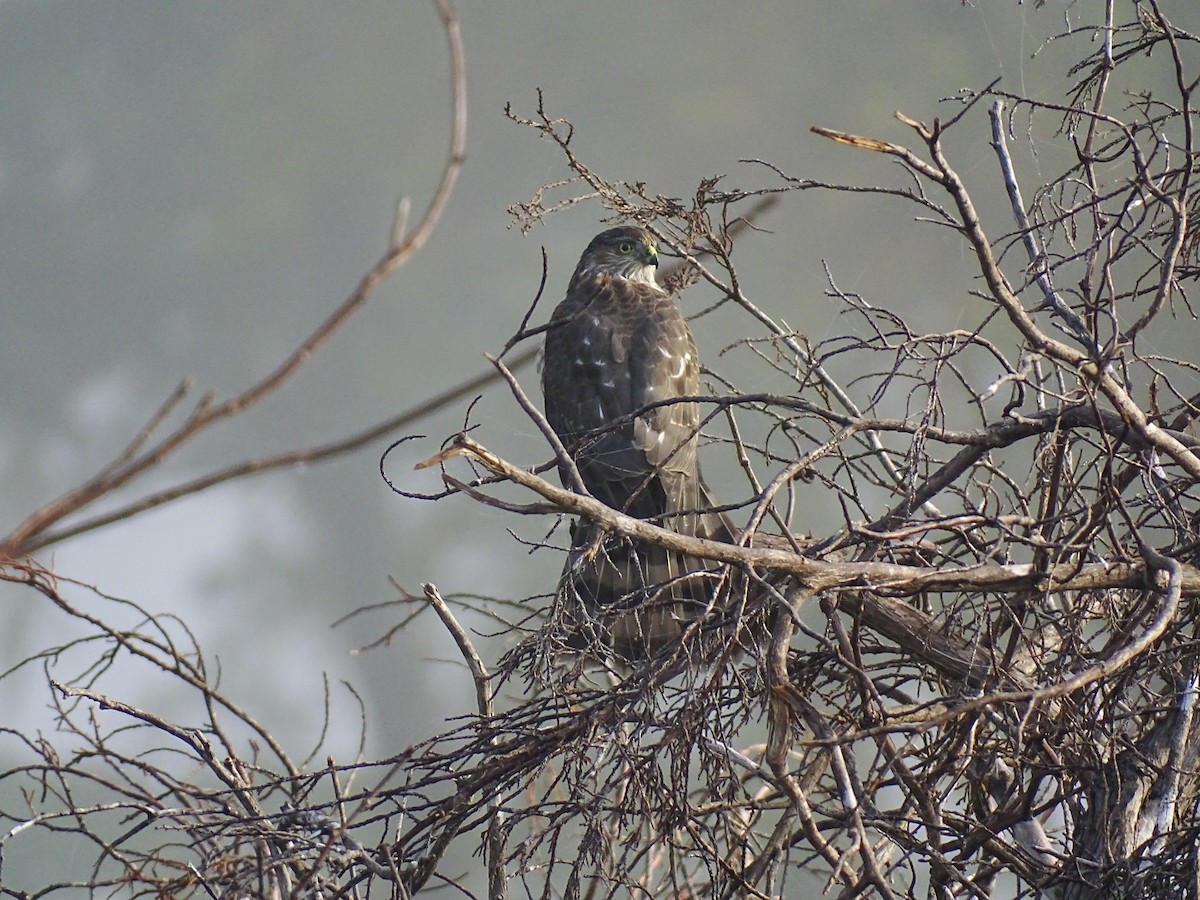 Sharp-shinned Hawk - ML387306781