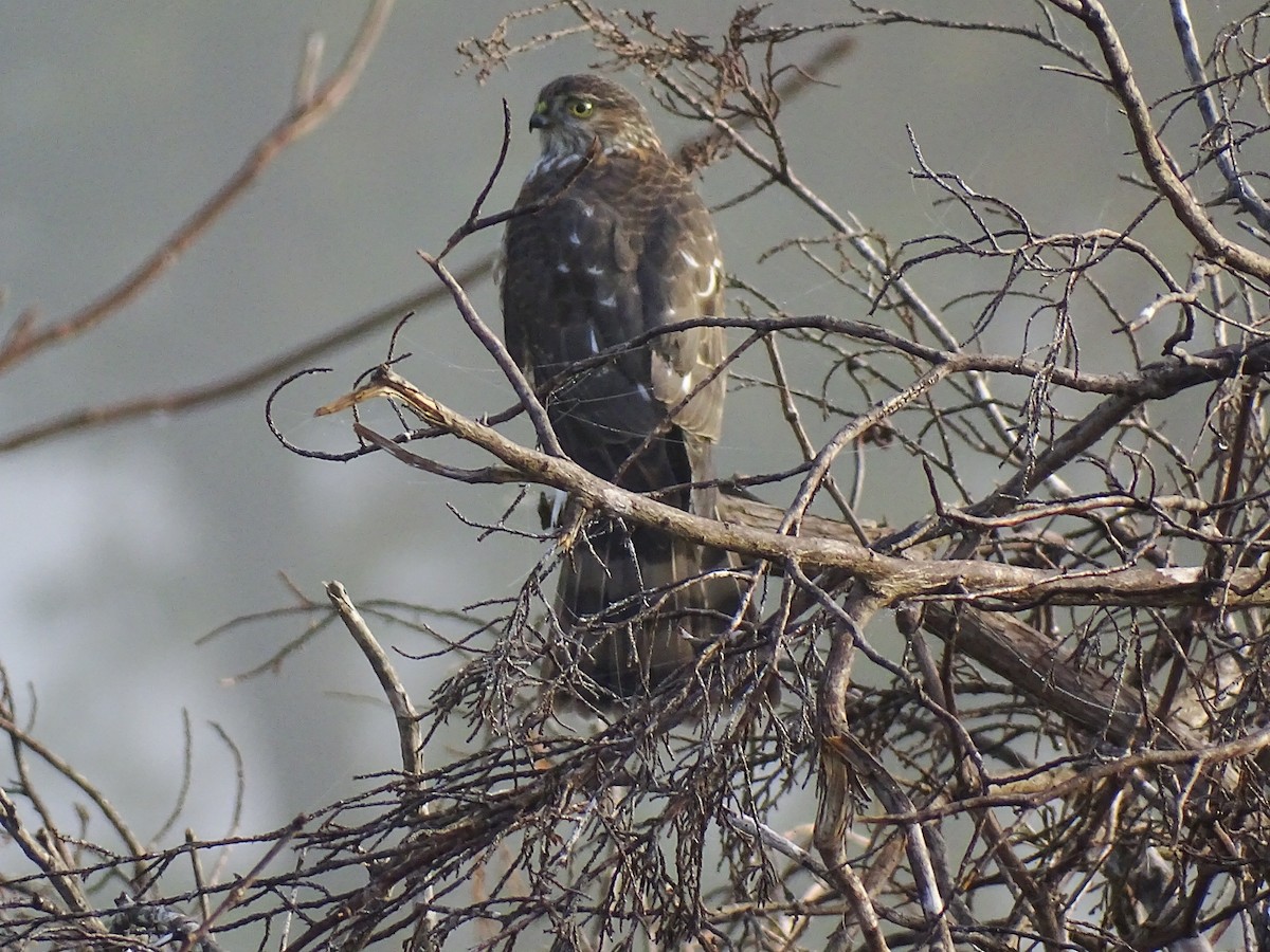 Sharp-shinned Hawk - ML387306791