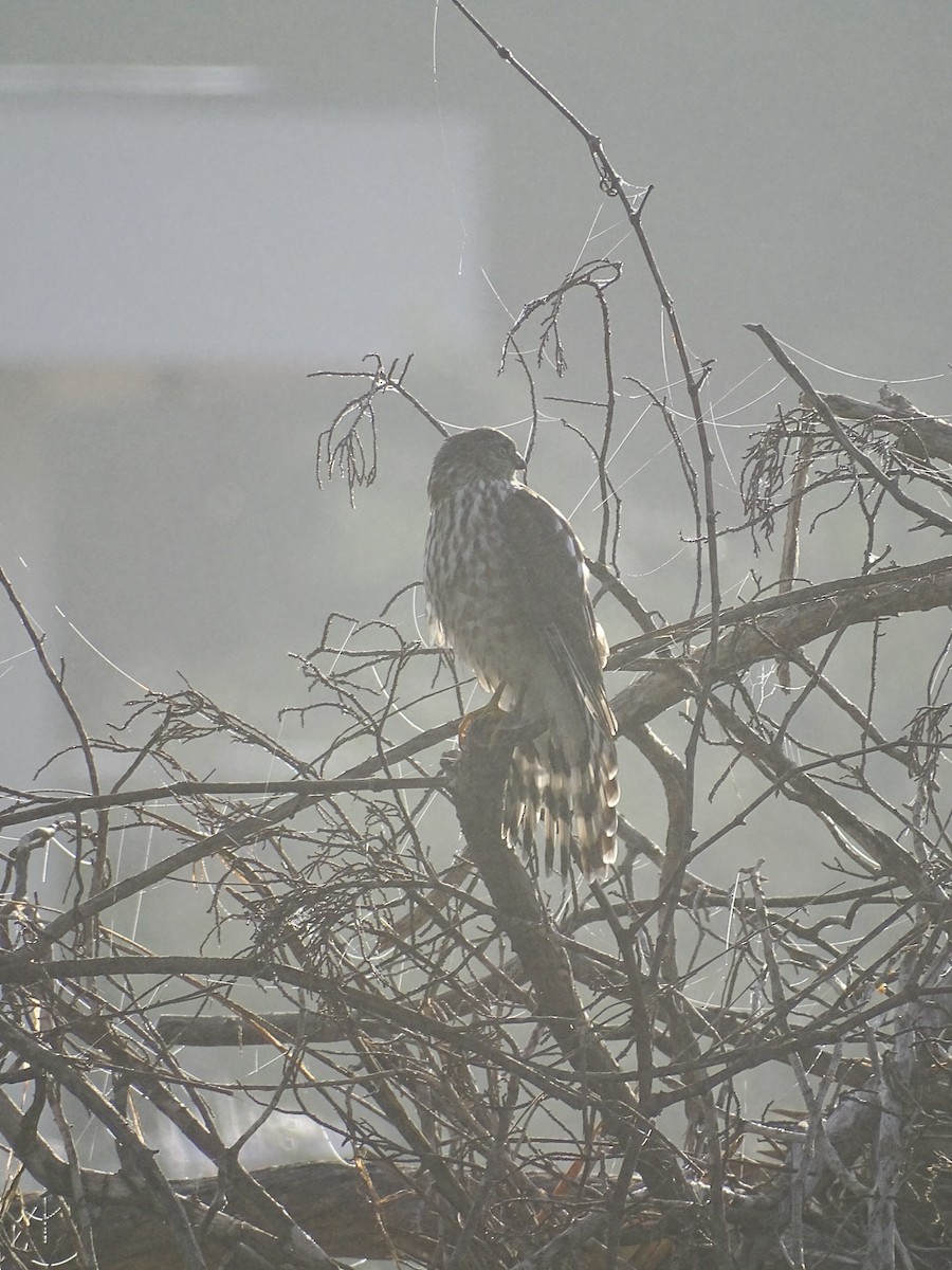 Sharp-shinned Hawk - ML387306801