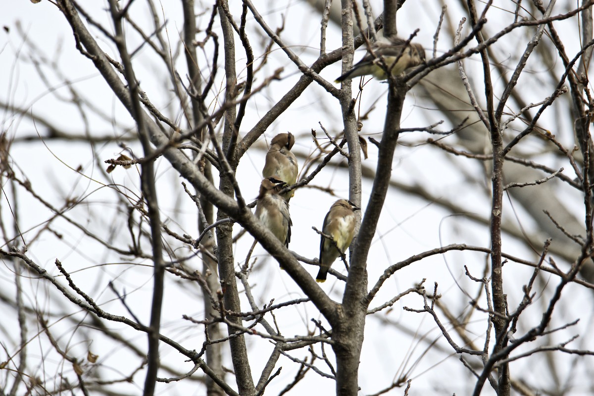 Cedar Waxwing - ML387307571