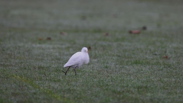 ニシアマサギ - ML387307701