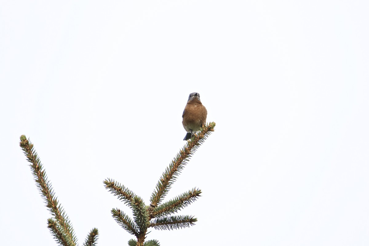 Eastern Bluebird - ML387308271