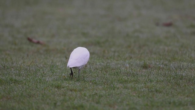 ニシアマサギ - ML387308351