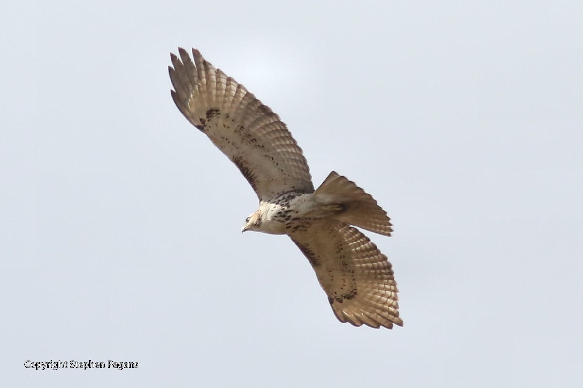 Red-tailed Hawk - ML387308381