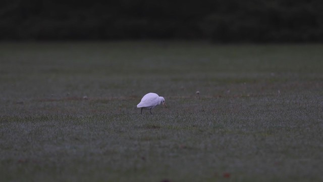 ニシアマサギ - ML387308621