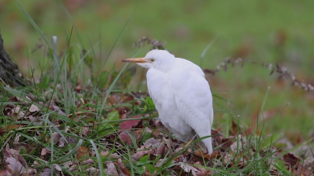 ニシアマサギ - ML387308831