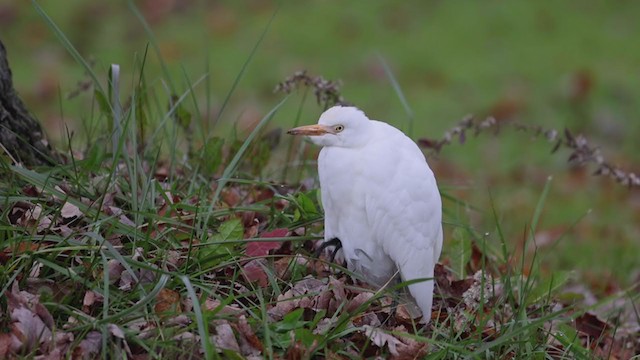 ニシアマサギ - ML387309101