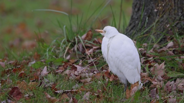 ニシアマサギ - ML387309611