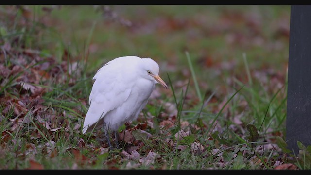ニシアマサギ - ML387310321