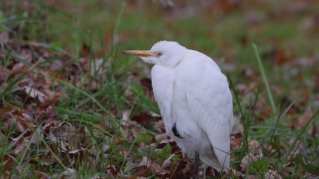 ニシアマサギ - ML387310871