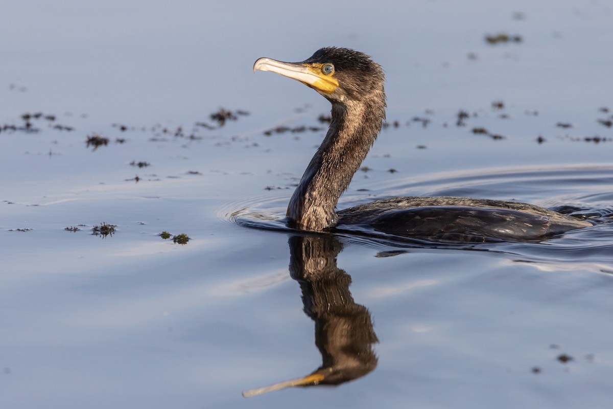 Great Cormorant - ML387314711