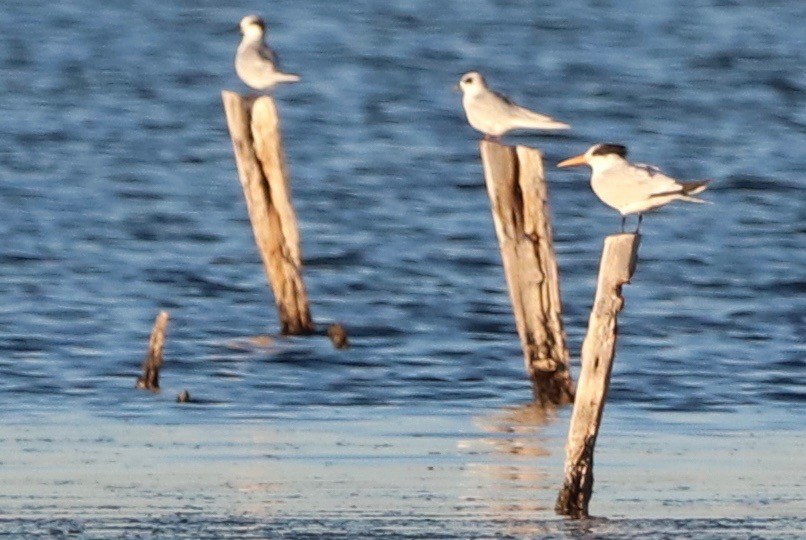 Elegant Tern - ML387317221