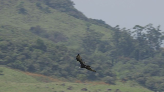 Turkey Vulture - ML387317871