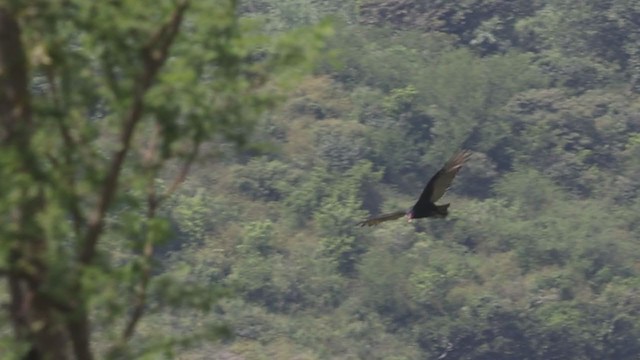 Turkey Vulture - ML387317911