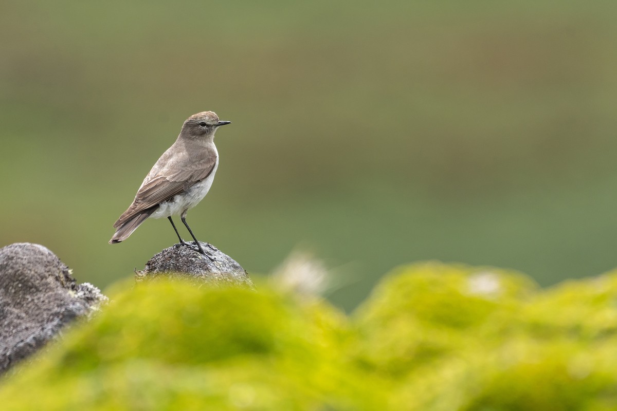 Plain-capped Ground-Tyrant - Ana Paula Oxom