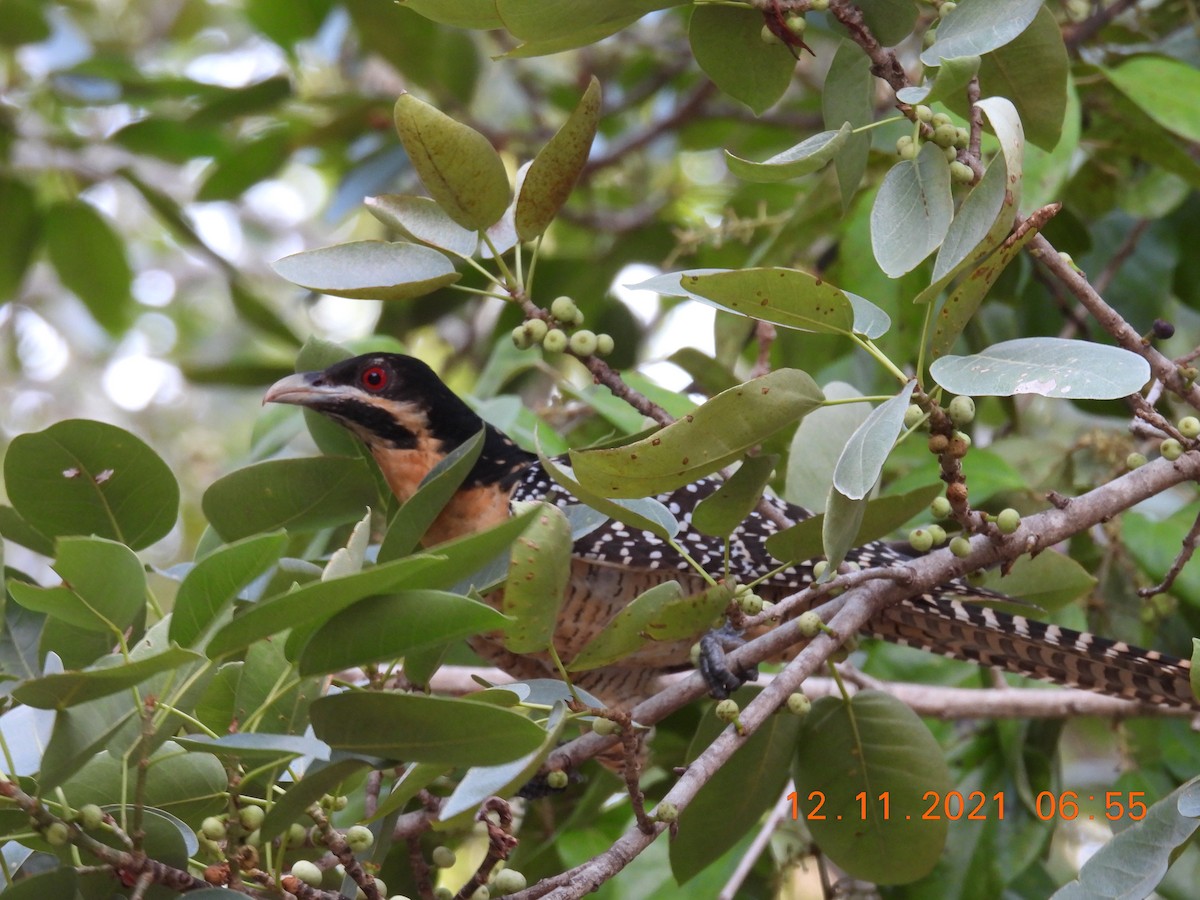 Pacific Koel (Australian) - ML387318941