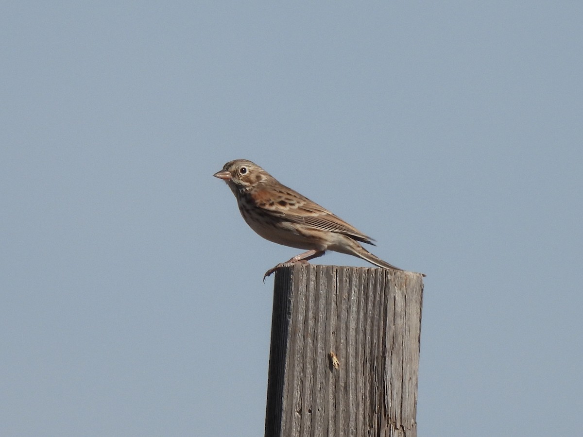 Vesper Sparrow - ML387321081