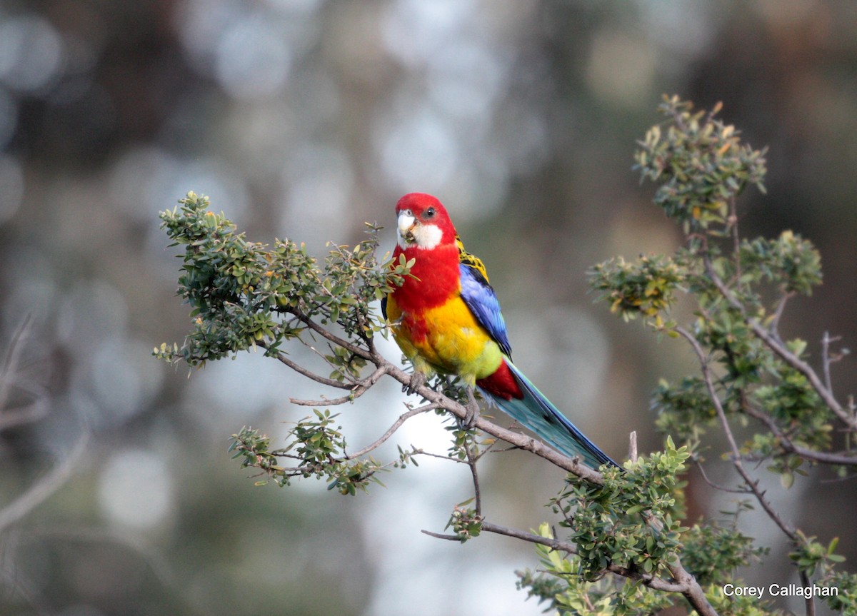 Eastern Rosella - ML38732111