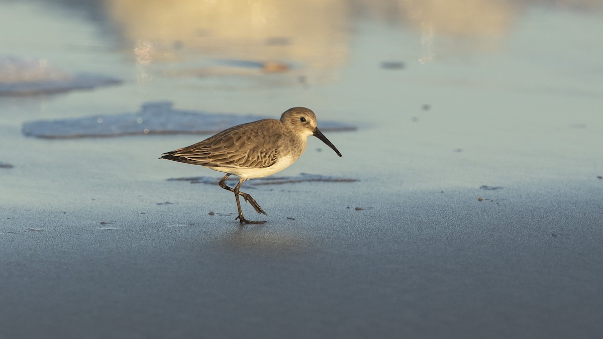 Dunlin - ML387321271