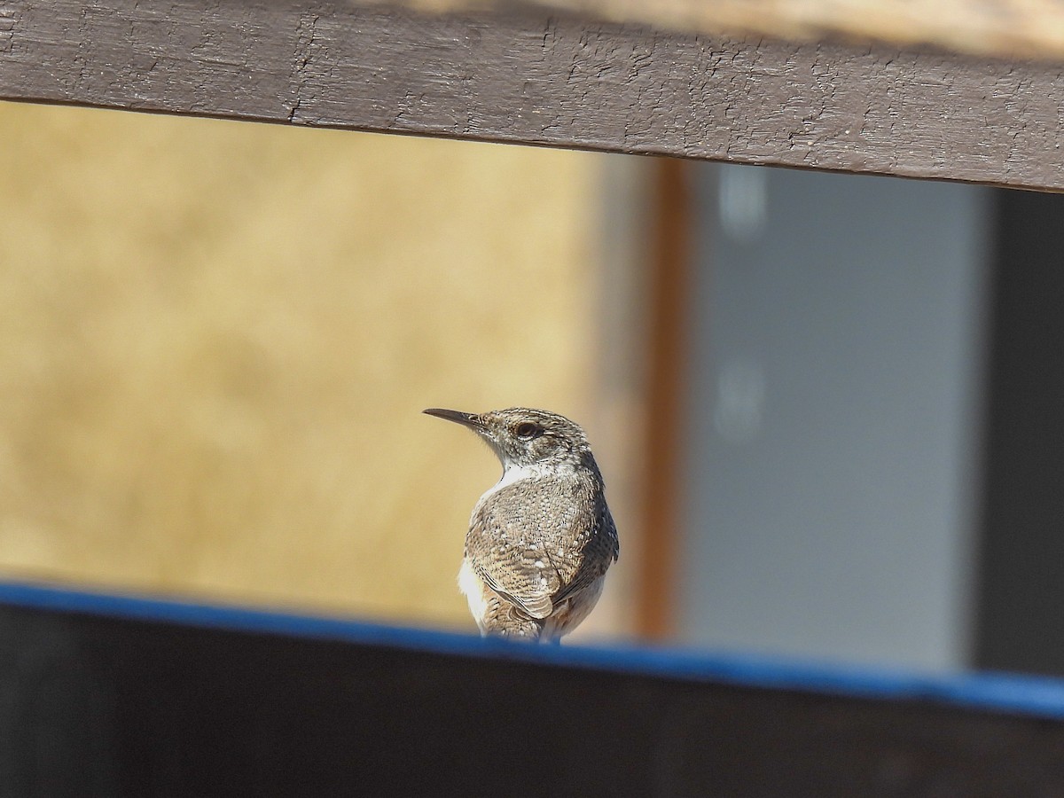 Rock Wren - ML387321501