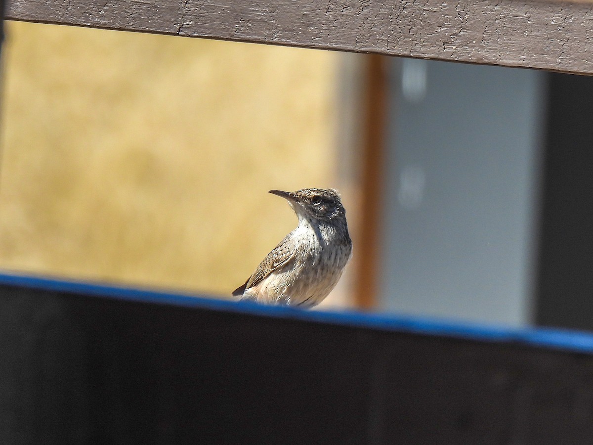 Rock Wren - ML387321511