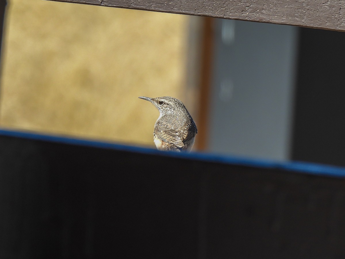 Rock Wren - ML387321521