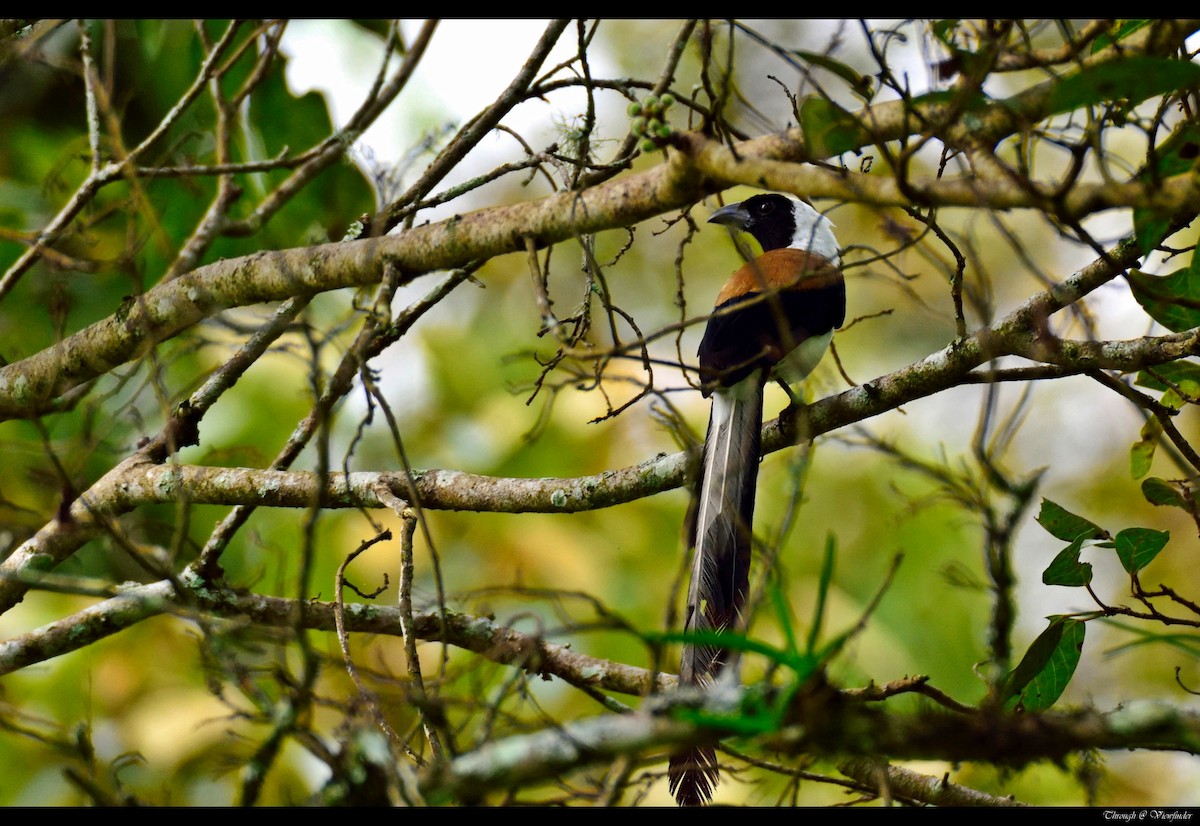 White-bellied Treepie - ML38732211