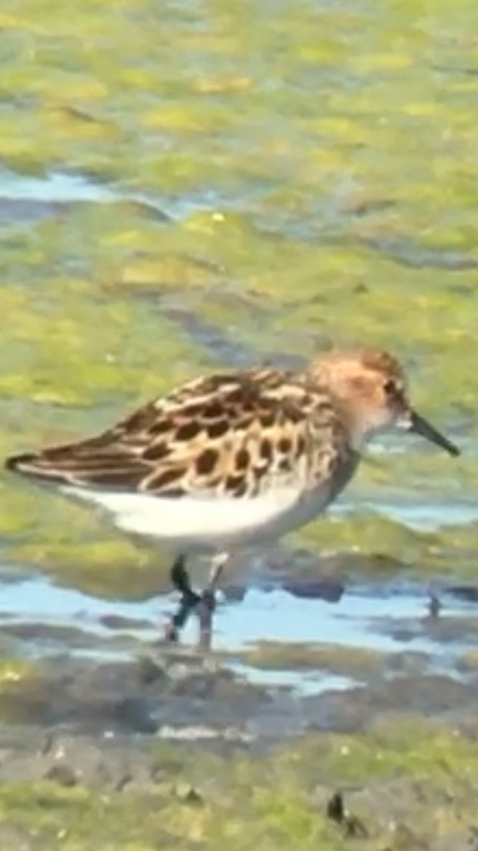 Little Stint - ML387322461