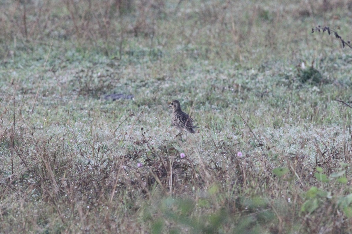 Pacific Golden-Plover - ML387324291