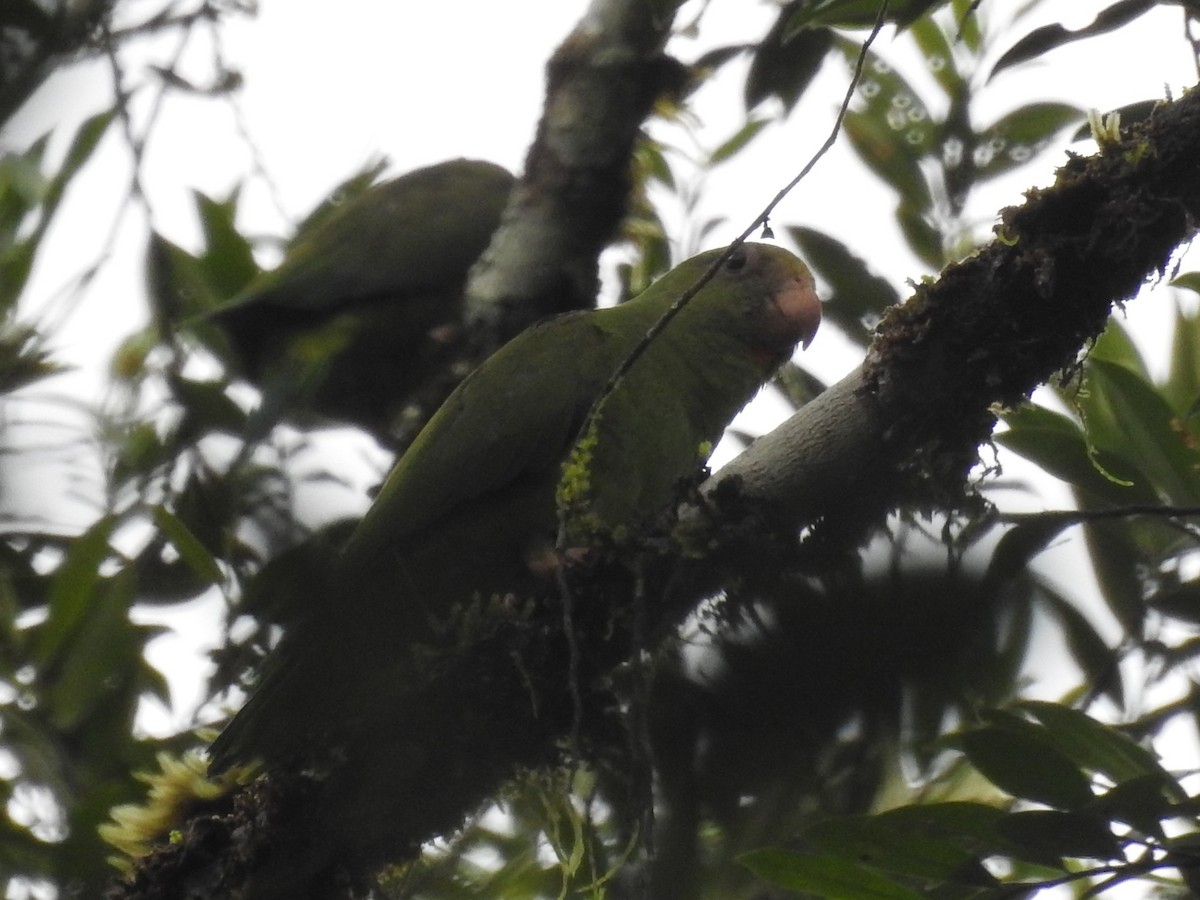 Cobalt-winged Parakeet - ML387324731