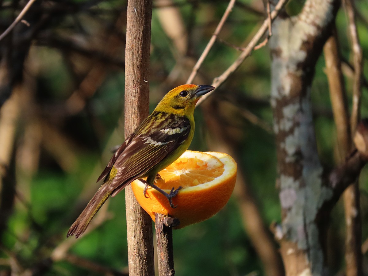 Flame-colored Tanager - Phil Lehman