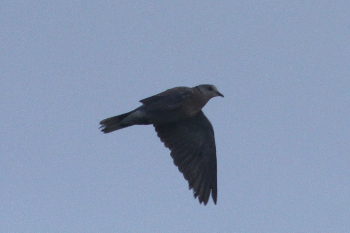 Red Collared-Dove - ML387326181