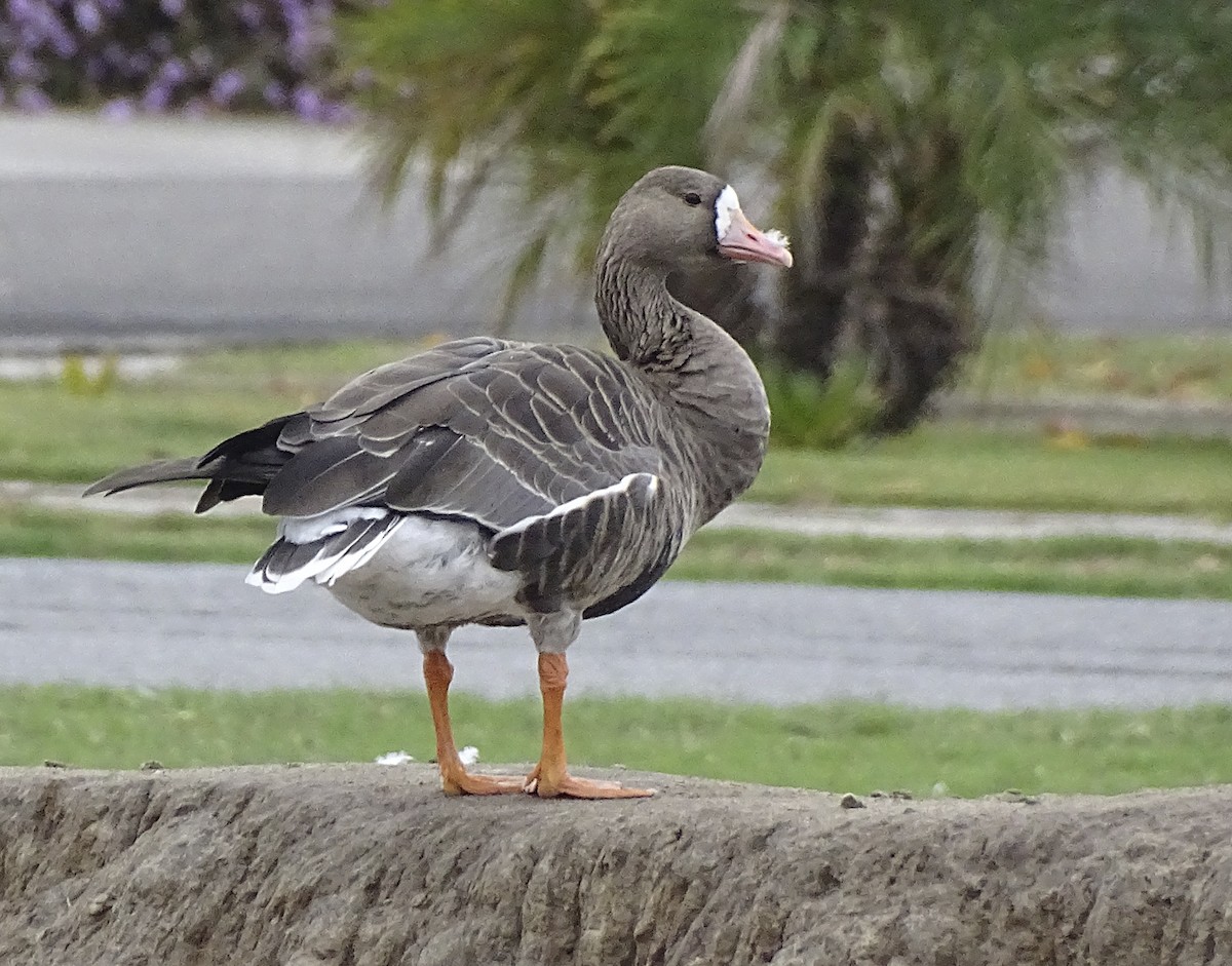 Greater White-fronted Goose - ML387327061