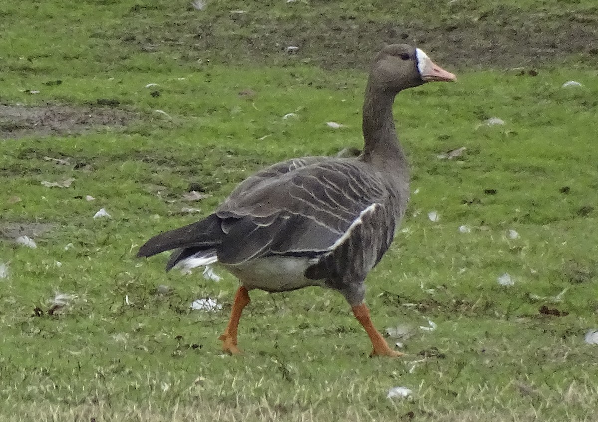Greater White-fronted Goose - ML387327071