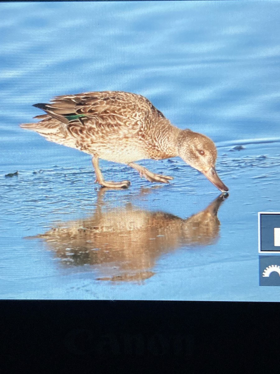 Green-winged Teal - ML387327511