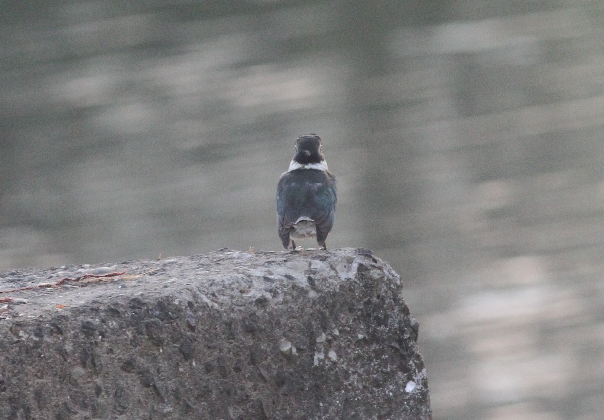 Collared Kingfisher - ML387327891