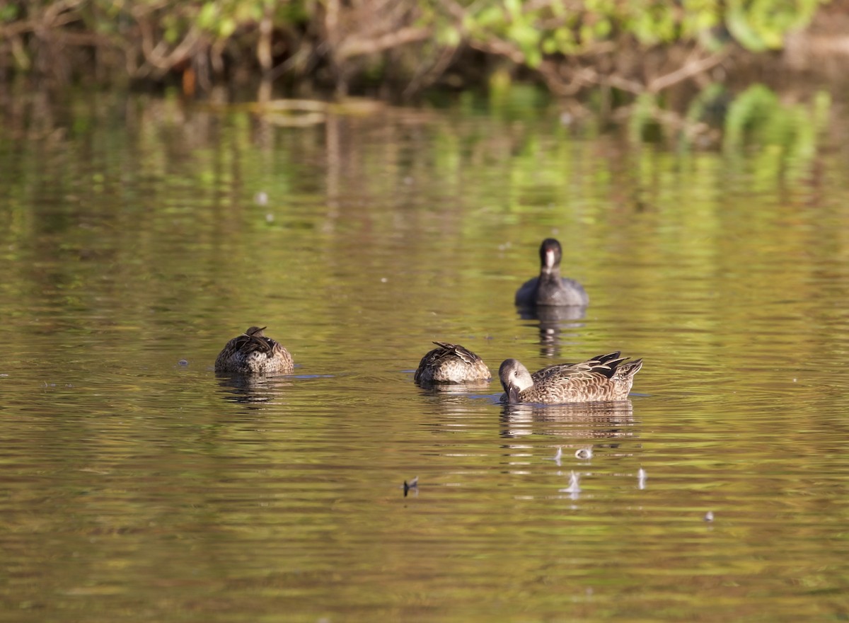 Blue-winged Teal - Ken Rosenberg