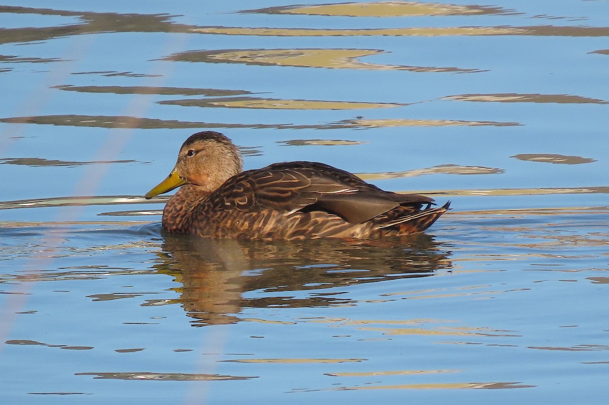 Mexican Duck - Ted Floyd