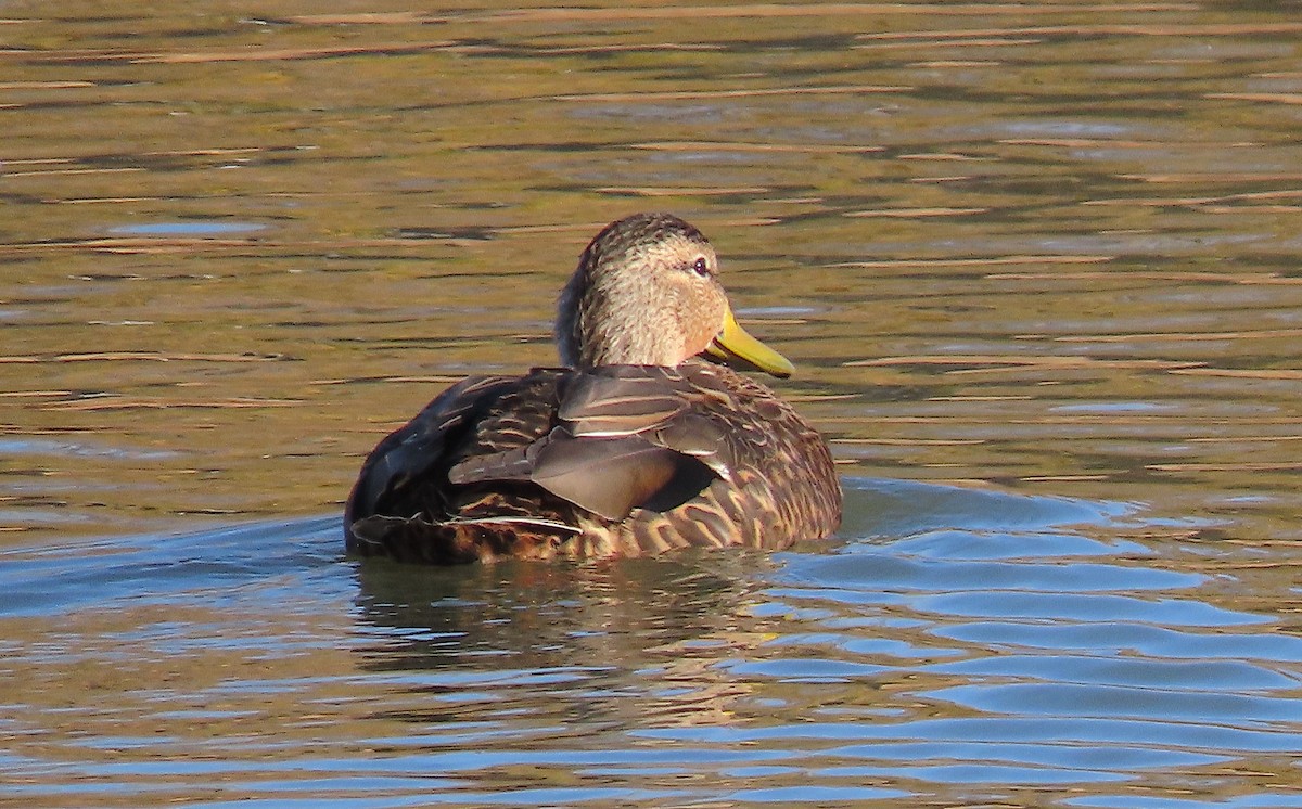 Mexican Duck - Ted Floyd