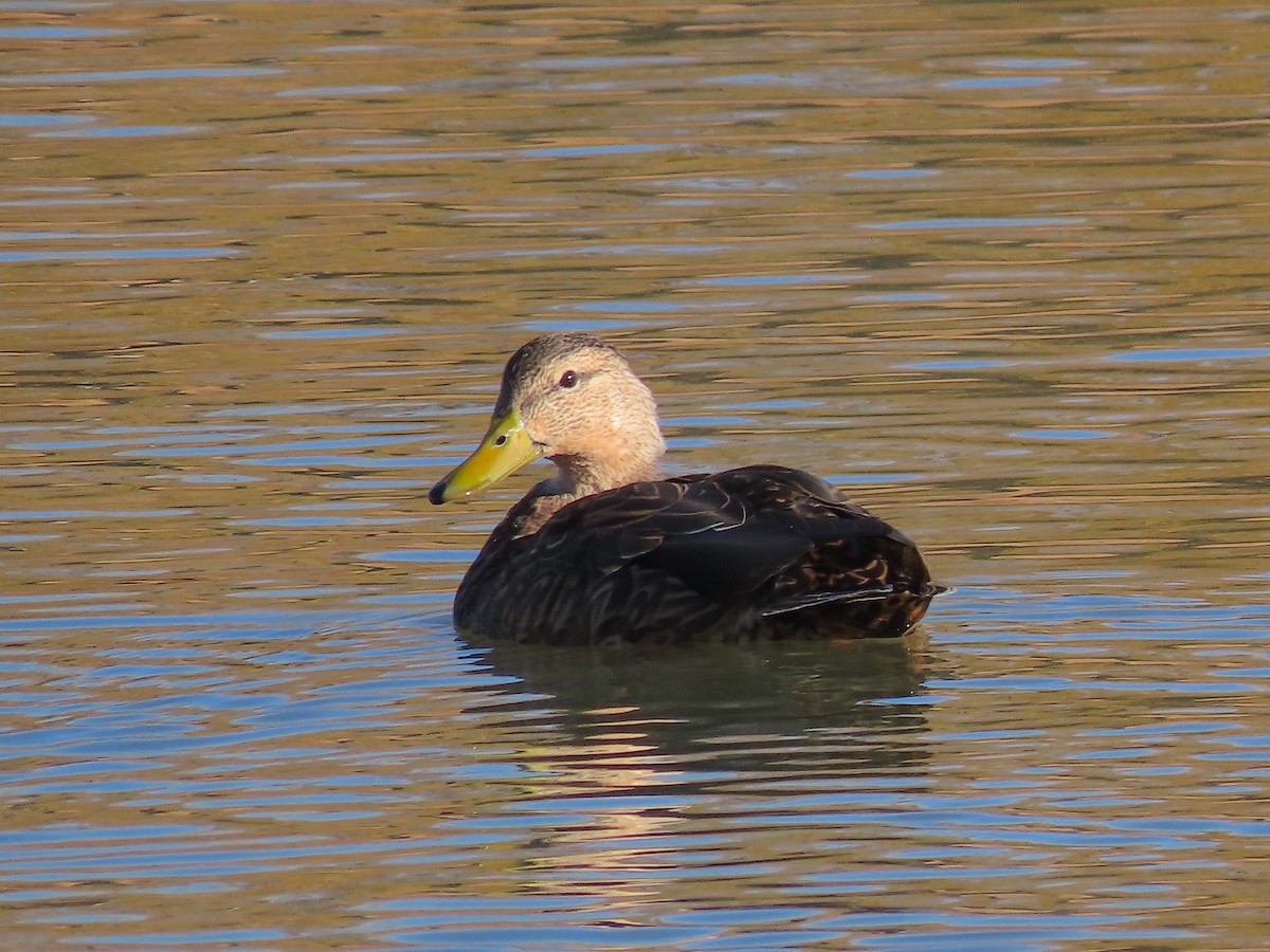 Mexican Duck - Ted Floyd