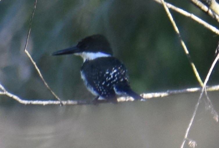 Green Kingfisher - ML387335401