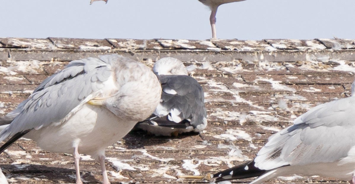 Zafferano - ML387337961