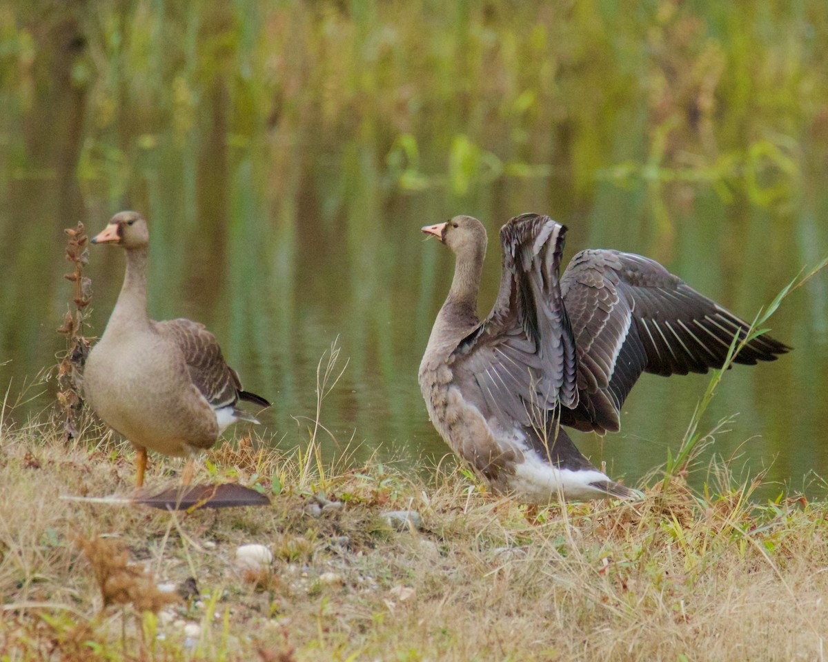 Greater White-fronted Goose - ML387338871