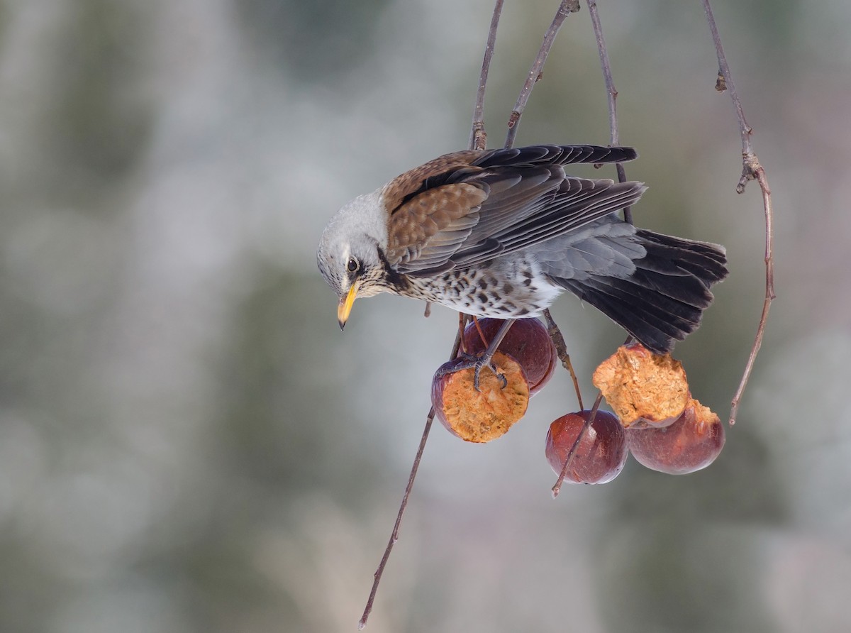 Fieldfare - Alix d'Entremont