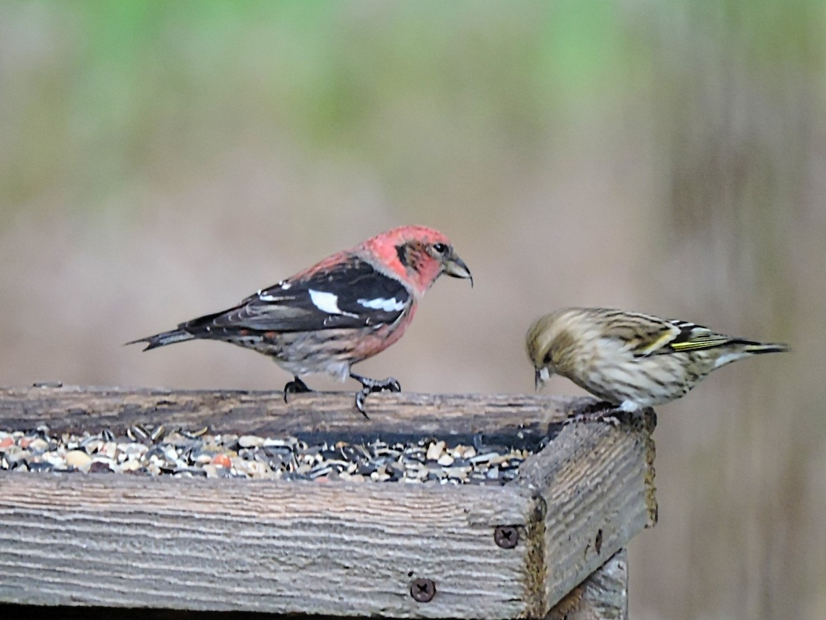 White-winged Crossbill - Melody Walsh