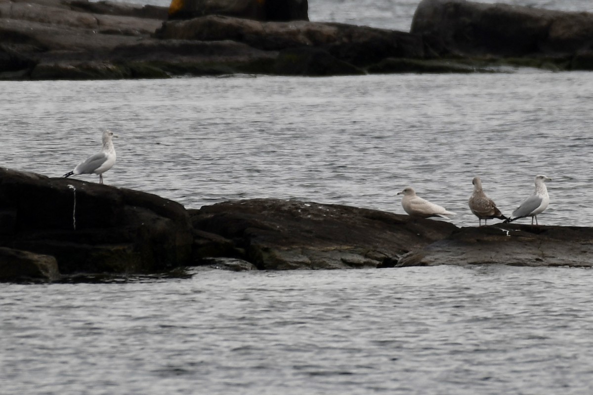 Glaucous Gull - ML387340711