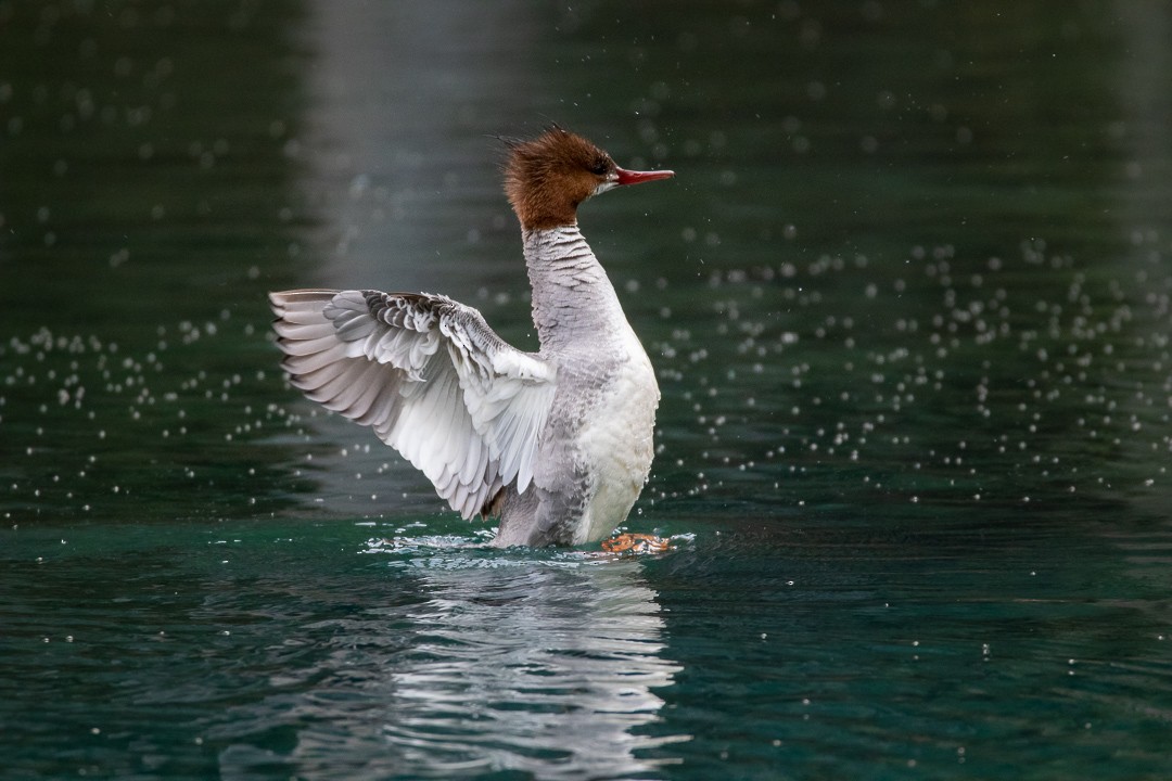 Common Merganser - Rain Saulnier