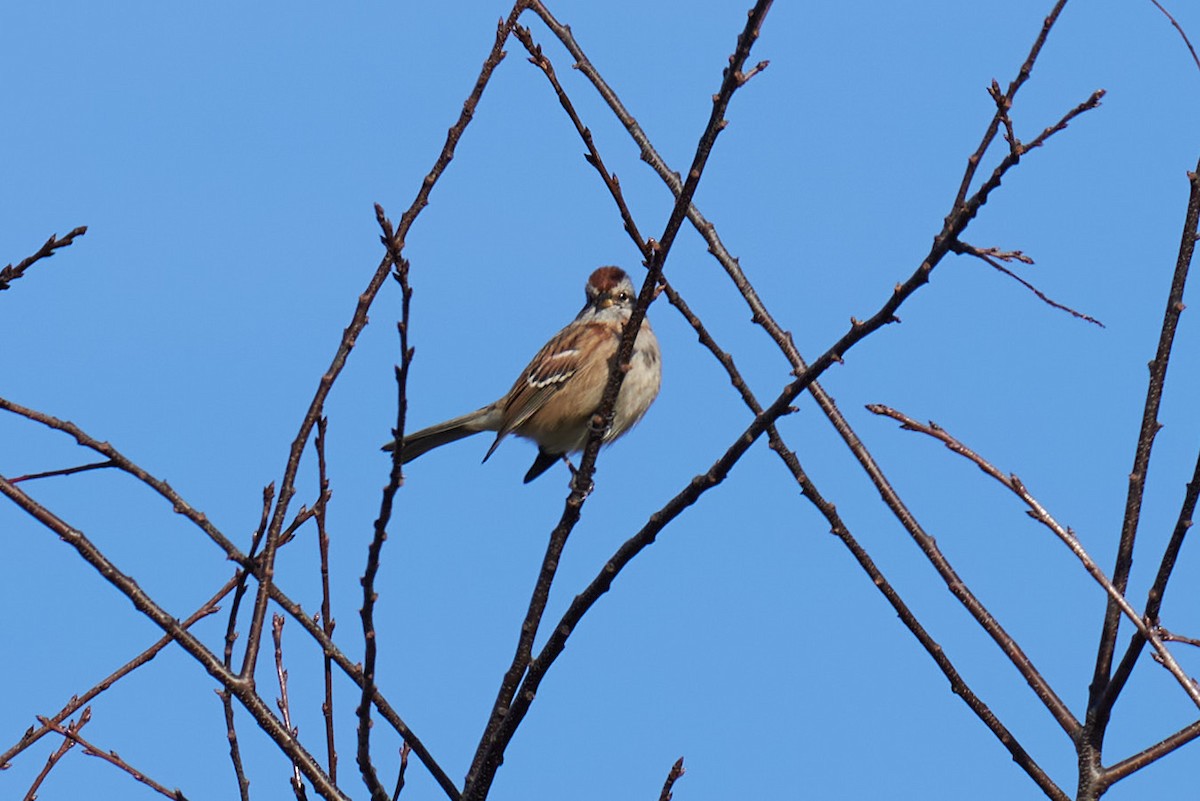 American Tree Sparrow - Jay Dia